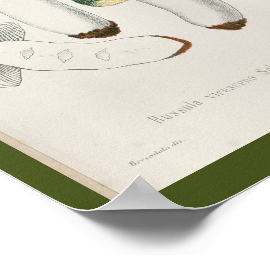  1899 Paddenstoelen Groen Pet Kunst Afdrukken Poster (Hoek)