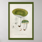  1899 Paddenstoelen Groen Pet Kunst Afdrukken Poster (Voorkant)