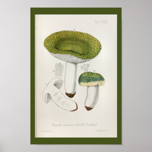  1899 Paddenstoelen Groen Pet Kunst Afdrukken Poster (Voorkant)