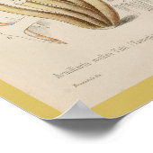  1899 Paddenstoelen met bruin geel kunstwerk Poster (Hoek)