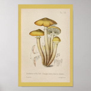  1899 Paddenstoelen met bruin geel kunstwerk Poster