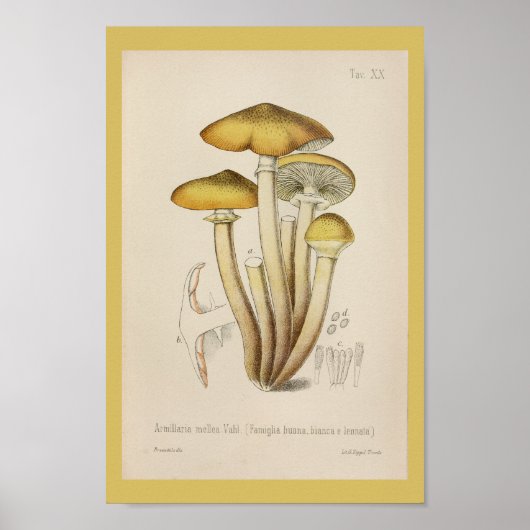  1899 Paddenstoelen met bruin geel kunstwerk Poster (Voorkant)