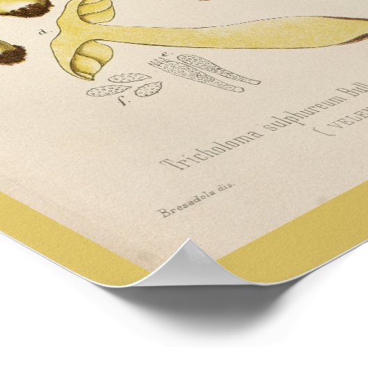  1899 Paddenstoelen met bruin geel kunstwerk Poster (Hoek)