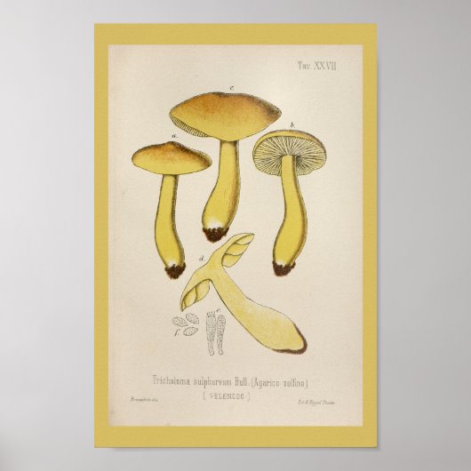 1899 Paddenstoelen met bruin geel kunstwerk Poster (Voorkant)