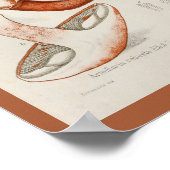  1899 Paddenstoelen met rode rode rode rode foto's Poster (Hoek)