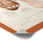  1899 Paddenstoelen met rode rode rode rode foto's Poster (Hoek)