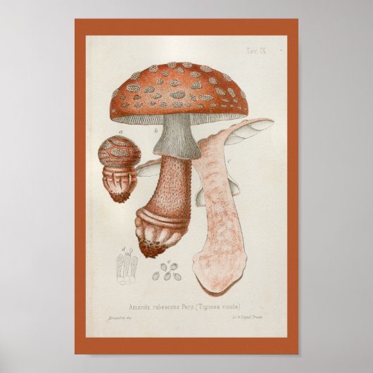  1899 Paddenstoelen met rode rode rode rode foto's Poster (Voorkant)