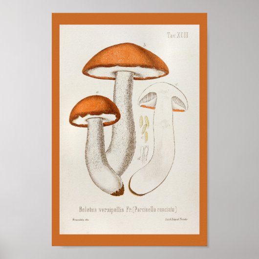  1899 paddenstoelen  Oranje afdrukken Poster (Voorkant)
