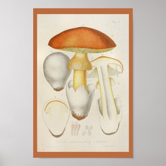  1899 Paddenstoelen Oranje geel afdrukken Poster (Voorkant)