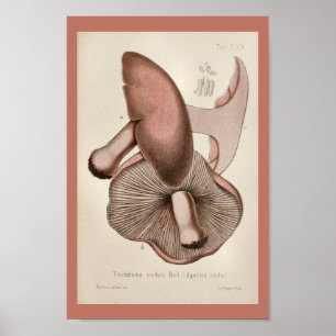  1899 Paddenstoelen Paarse dessins afdrukken Poster
