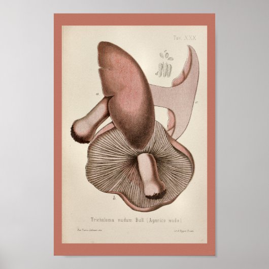 1899 Paddenstoelen Paarse dessins afdrukken Poster (Voorkant)