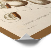  1899 paddenstoelen  Pet afdrukken Poster (Hoek)