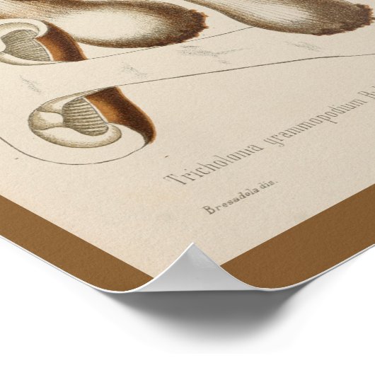  1899 paddenstoelen  Pet afdrukken Poster (Hoek)