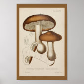  1899 paddenstoelen  Pet afdrukken Poster (Voorkant)