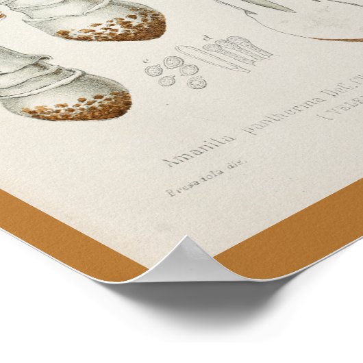  1899 paddenstoelen  Pet afdrukken Poster (Hoek)