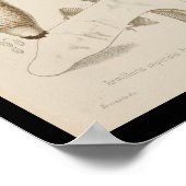  1899 paddenstoelen  Pet afdrukken Poster (Hoek)