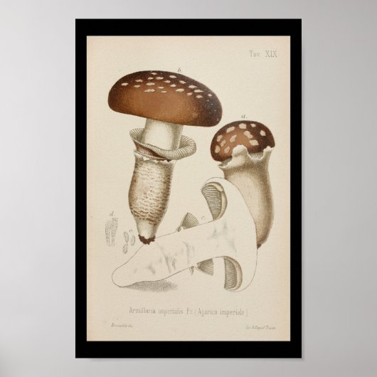  1899 paddenstoelen  Pet afdrukken Poster (Voorkant)