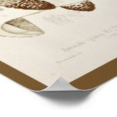 1899 paddenstoelen Pet afdrukken Poster (Hoek)