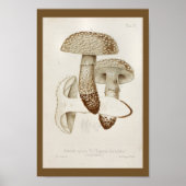 1899 paddenstoelen Pet afdrukken Poster (Voorkant)