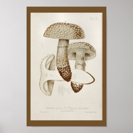 1899 paddenstoelen Pet afdrukken Poster (Voorkant)