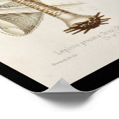  1899 paddenstoelen  Pet afdrukken Poster (Hoek)