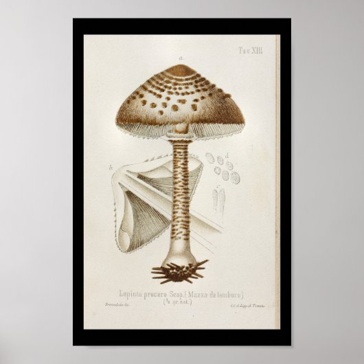  1899 paddenstoelen  Pet afdrukken Poster (Voorkant)