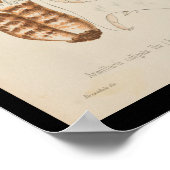 1899 paddenstoelen Pet afdrukken Poster (Hoek)