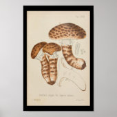 1899 paddenstoelen Pet afdrukken Poster (Voorkant)