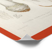 1899 Paddenstoelen Rode Gele Kunst Afdrukken Poster (Hoek)