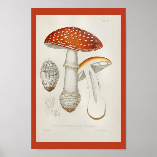 1899 Paddenstoelen Rode Gele Kunst Afdrukken Poster (Voorkant)