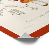  1899 paddenstoelen Rode Oranje kunst afdrukken Poster (Hoek)