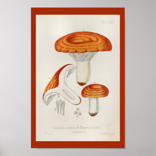 1899 paddenstoelen Rode Oranje kunst afdrukken Poster