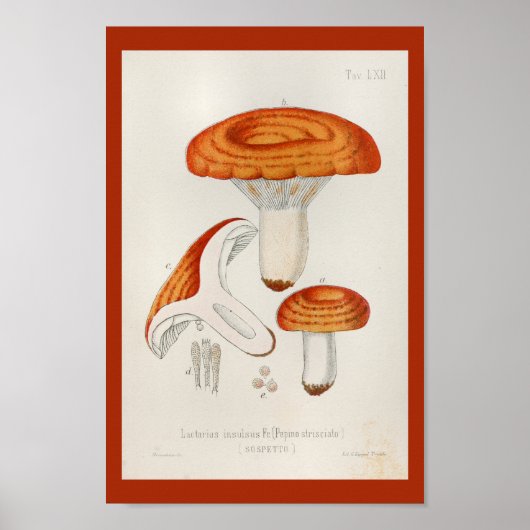  1899 paddenstoelen Rode Oranje kunst afdrukken Poster (Voorkant)