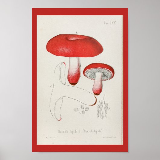 1899 paddenstoelen Rode Pet afdrukken Poster (Voorkant)