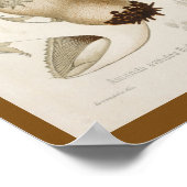  1899 paddenstoelen Witte Pet Kunst afdrukken Poster (Hoek)