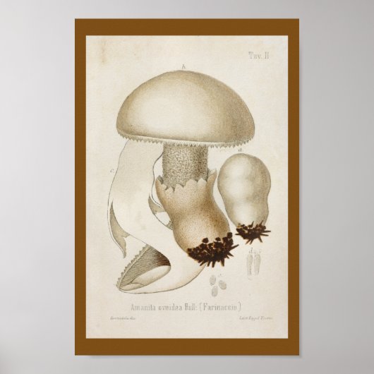  1899 paddenstoelen Witte Pet Kunst afdrukken Poster (Voorkant)