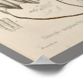 1899 paddenstoelen Witte Pet Kunst afdrukken Poster (Hoek)