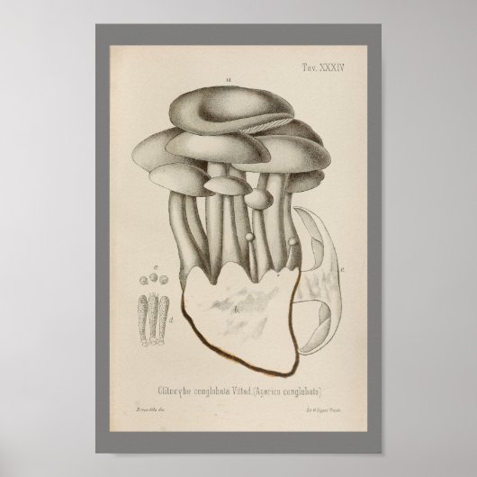 1899 paddenstoelen Witte Pet Kunst afdrukken Poster (Voorkant)