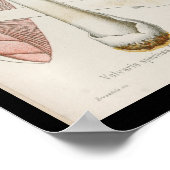  1899 paddenstoelen Witte roze kunst Afdrukken Poster (Hoek)