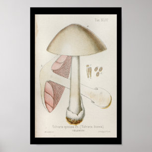1899 paddenstoelen Witte roze kunst Afdrukken Poster