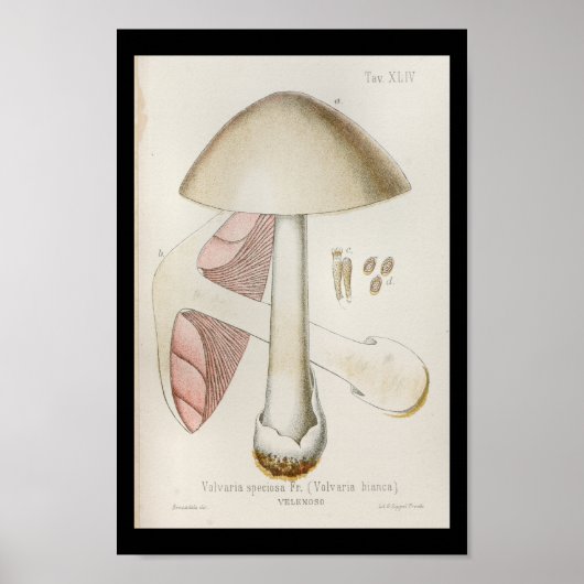  1899 paddenstoelen Witte roze kunst Afdrukken Poster (Voorkant)