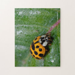 18-Geel en zwart Ladybug Legpuzzel