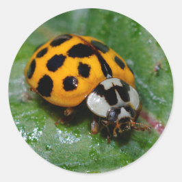 18-Geel en zwart Ladybug Ronde Sticker