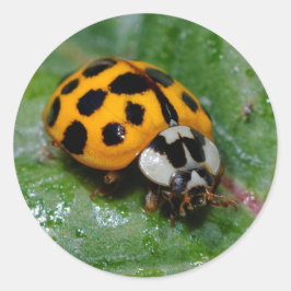 18-Geel en zwart Ladybug Ronde Sticker