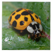 18-Geel en zwart Ladybug Tegeltje (Voorkant)