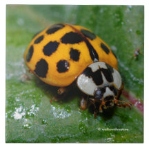 18-Geel en zwart Ladybug