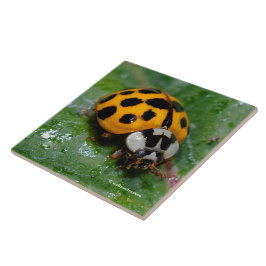 18-Geel en zwart Ladybug Tegeltje