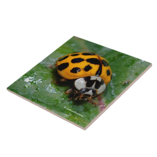 18-Geel en zwart Ladybug Tegeltje (Zijkant)