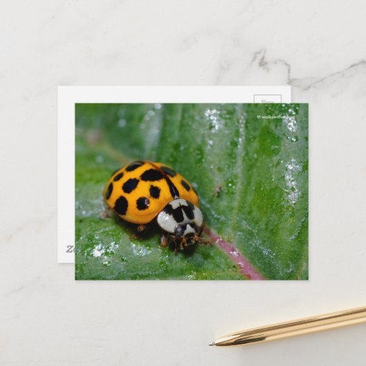 18-Geel gele laeheersbeestje op kleverig leder Briefkaart (Voorkant / Achterkant in situ)