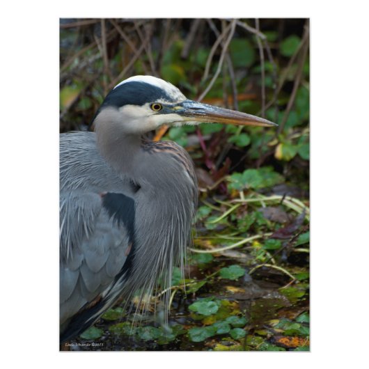 18x24 Great Blue Heron Foto Afdruk (Voorkant)